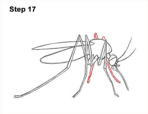 How to Draw a Mosquito Insect 17