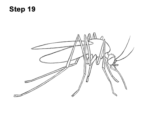 How to Draw a Mosquito Insect 19