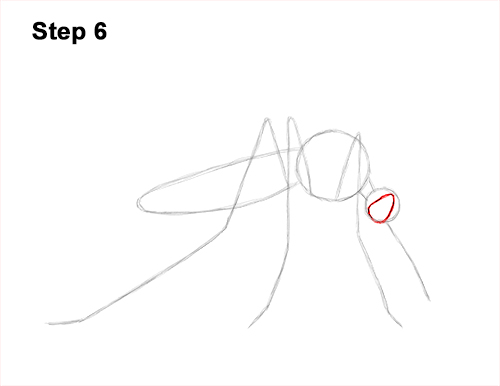 Draw a Mosquito 6 How to Draw a Mosquito Insect 6