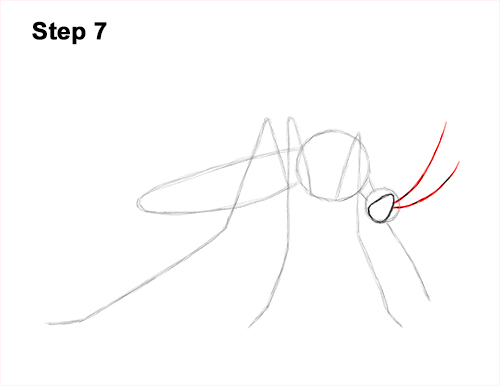 Draw a Mosquito 7 How to Draw a Mosquito Insect 7