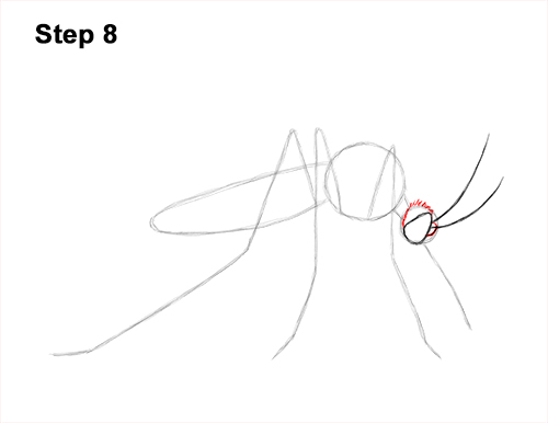 Draw a Mosquito 8 How to Draw a Mosquito Insect 8