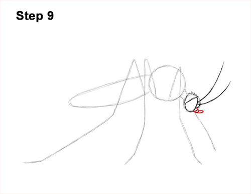 Draw a Mosquito 9 How to Draw a Mosquito Insect 9