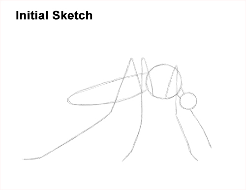 Draw a Mosquito Guidelines How to Draw a Mosquito Insect Guide Lines