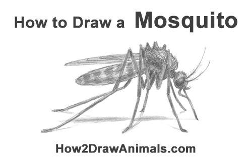 How to Draw a Mosquito