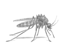 How to Draw a Mosquito Insect