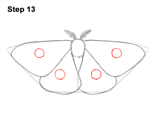 How to Draw an Emperor Moth Wings Insect 13