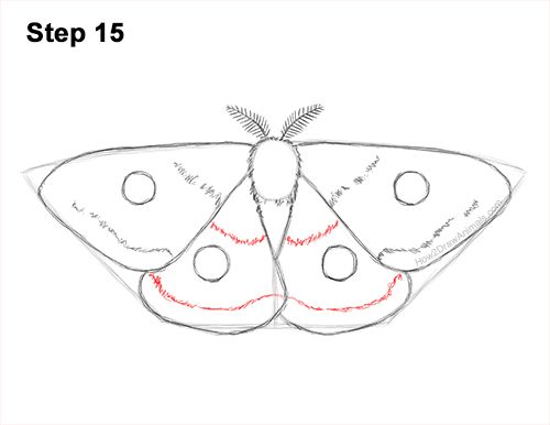 How to Draw an Emperor Moth Wings Insect 15