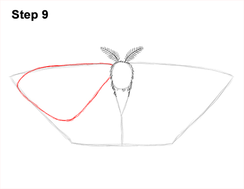 How to Draw an Emperor Moth Wings Insect 9