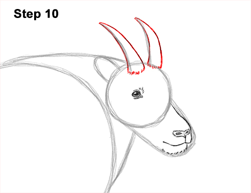 How to Draw a White Rocky Moutain Goat 10