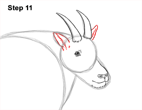 How to Draw a White Rocky Moutain Goat 11