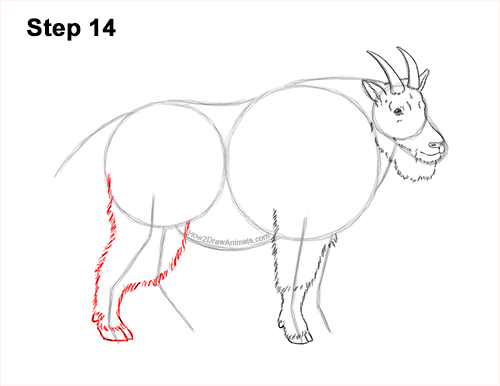 How to Draw a White Rocky Moutain Goat 14