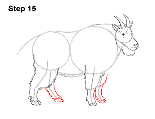 Draw a Mountain Goat 15 How to Draw a White Rocky Moutain Goat 15