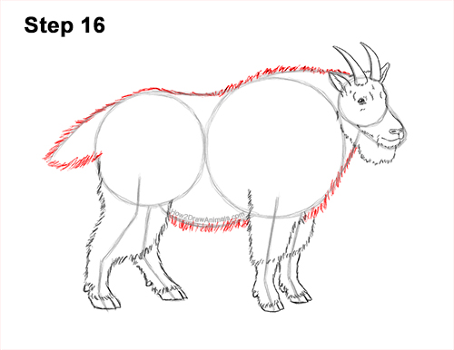 Draw a Mountain Goat 16 How to Draw a White Rocky Moutain Goat 16