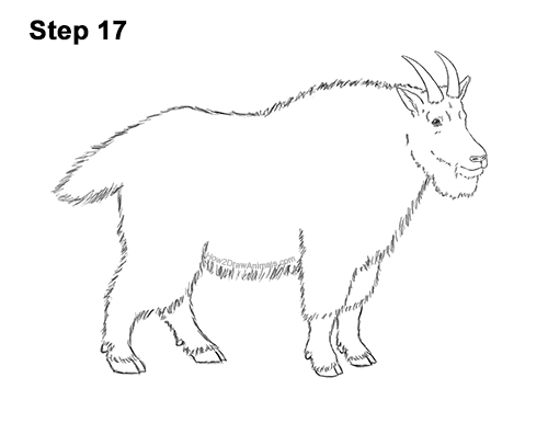 Draw a Mountain Goat 17 How to Draw a White Rocky Moutain Goat 17