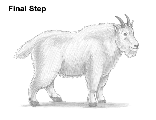 Draw a Mountain Goat How to Draw a White Rocky Moutain Goat