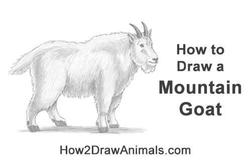 Draw a Mountain Goat How to Draw a White Rocky Moutain Goat
