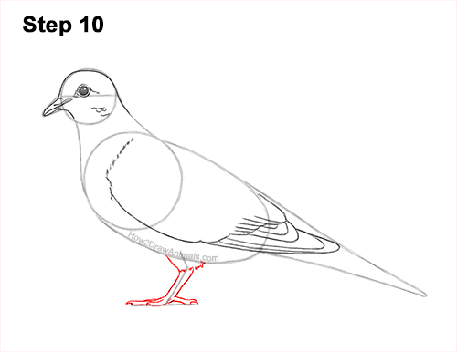 Draw a Mourning Dove Bird 10 How to Draw a Mourning Dove Bird Pigeon 10