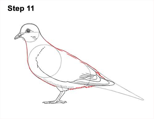 Draw a Mourning Dove Bird 11 How to Draw a Mourning Dove Bird Pigeon 11
