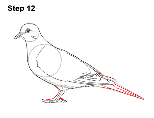 Draw a Mourning Dove Bird 12 How to Draw a Mourning Dove Bird Pigeon 12