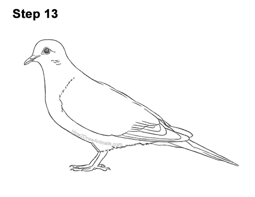 Draw a Mourning Dove Bird 13 How to Draw a Mourning Dove Bird Pigeon 13