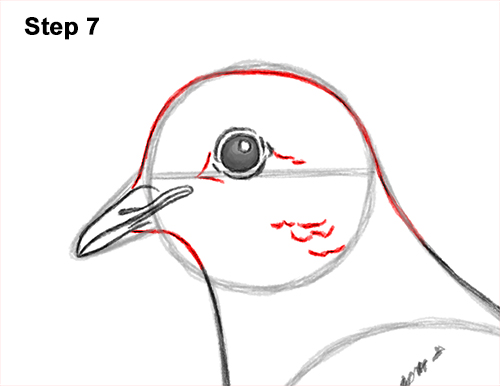 How to Draw a Mourning Dove Bird Pigeon 7