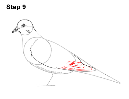 How to Draw a Mourning Dove Bird Pigeon 9