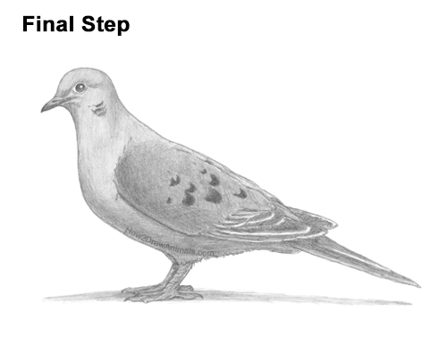 Draw a Mourning Dove Bird How to Draw a Mourning Dove Bird Pigeon