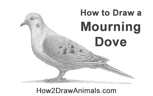 Draw a Mourning Dove Bird How to Draw a Mourning Dove Bird Pigeon