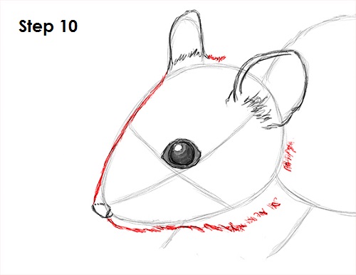 Draw Mouse 10