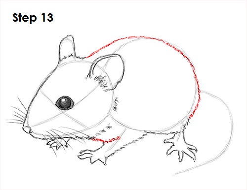 Draw Mouse 13