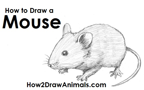 How to Draw a Field Mouse