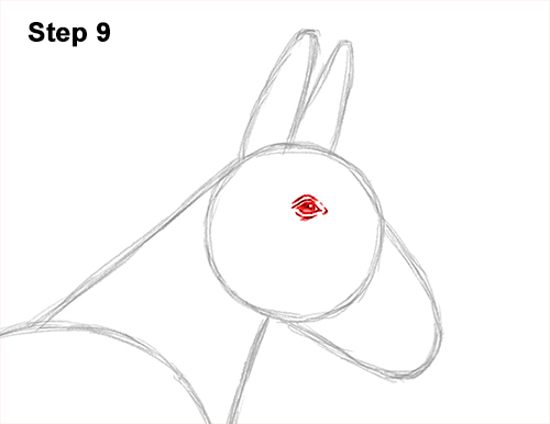 Draw a Mule Side View 9 How to Draw a Mule Horse Donkey Side View 9