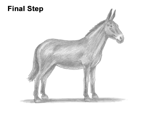 How to Draw a Mule Horse Donkey Side View