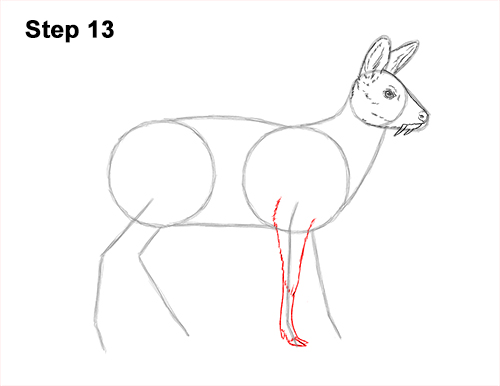 How to Draw a Siberian Musk Deer Fangs Teeth 13
