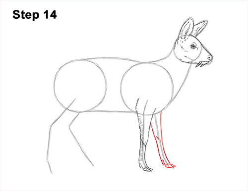 How to Draw a Siberian Musk Deer Fangs Teeth 14