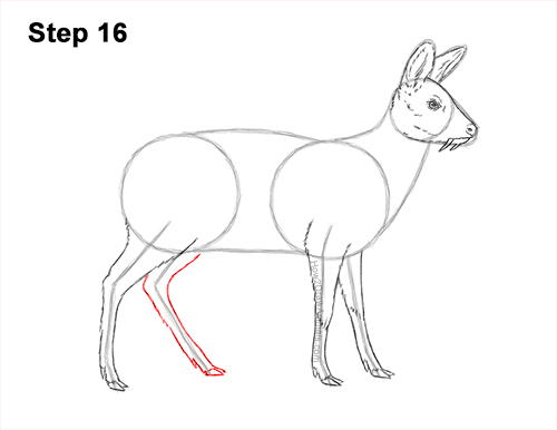 How to Draw a Siberian Musk Deer Fangs Teeth 16
