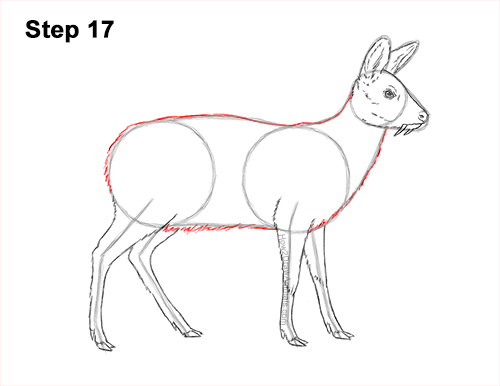 How to Draw a Siberian Musk Deer Fangs Teeth 17