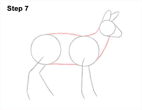 Draw a Musk Deer Tusks 7 How to Draw a Siberian Musk Deer Fangs Teeth 7
