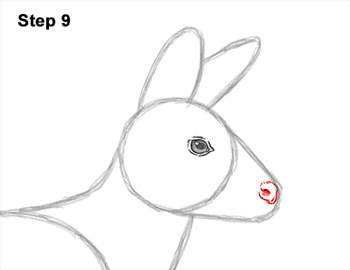 Draw a Musk Deer Tusks 9 How to Draw a Siberian Musk Deer Fangs Teeth 9