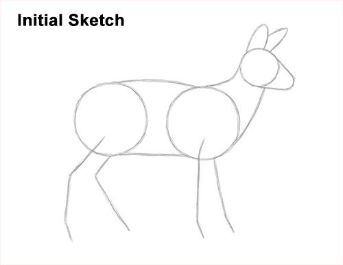 Draw a Musk Deer Tusks Guidelines How to Draw a Siberian Musk Deer Fangs Teeth Guides Lines