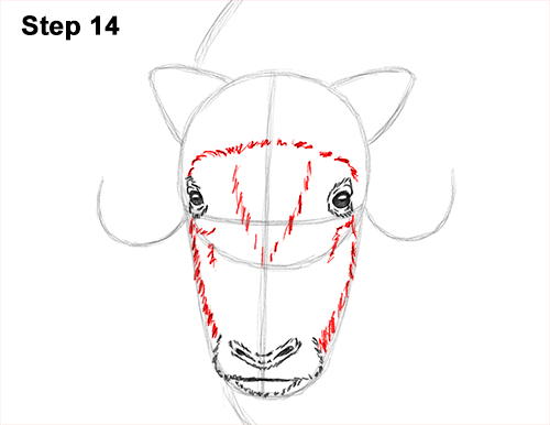 How to a Draw Musk Ox 14 How to Draw Musk Ox Standing Horns 14