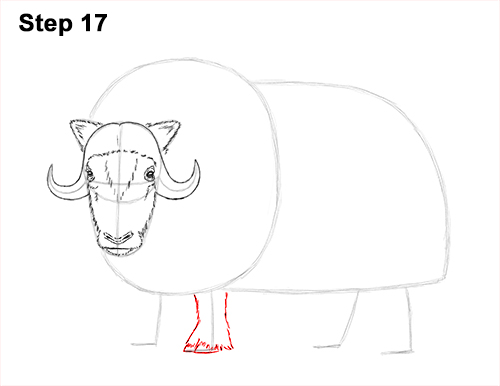 How to Draw Musk Ox Standing Horns 17