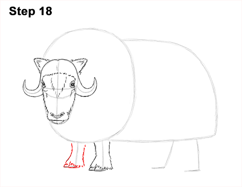How to Draw Musk Ox Standing Horns 18