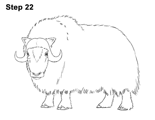 How to Draw Musk Ox Standing Horns 22