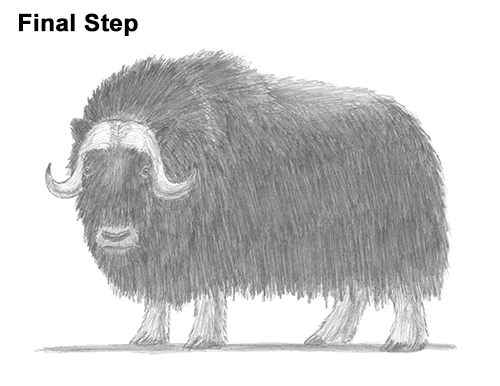 How to Draw Musk Ox Standing Horns