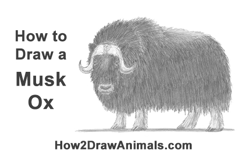 How to a Draw Musk Ox How to Draw Musk Ox Standing Horns