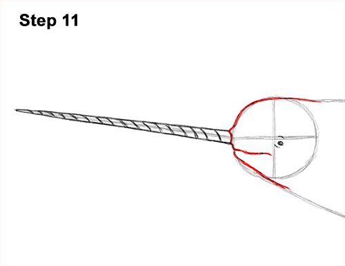 Narwhal Drawing 11 Draw Narwhal 11