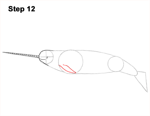 Narwhal Drawing 12 Draw Narwhal 12