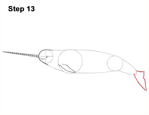 Narwhal Drawing 13 Draw Narwhal 13