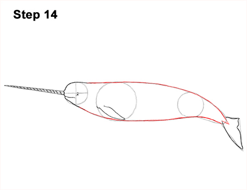 Narwhal Drawing 14 Draw Narwhal 14